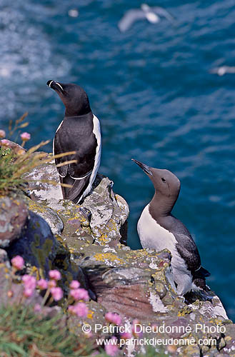 Razorbill (Alca torda) - Pingouin torda - 17479