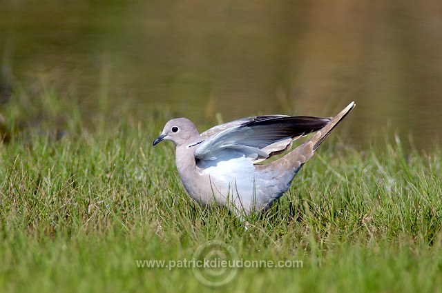 Collared Dove (Streptopelia decaocto) Tourterelle turque  10604