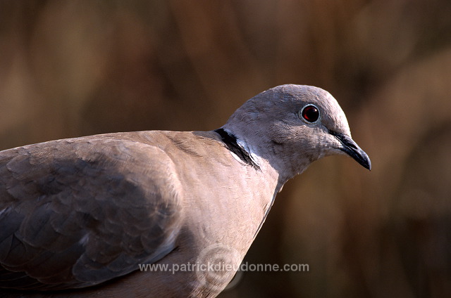 Collared Dove (Streptopelia decaocto) - Tourterelle turque - 21206