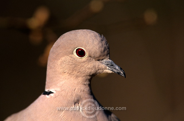 Collared Dove (Streptopelia decaocto) - Tourterelle turque - 21207