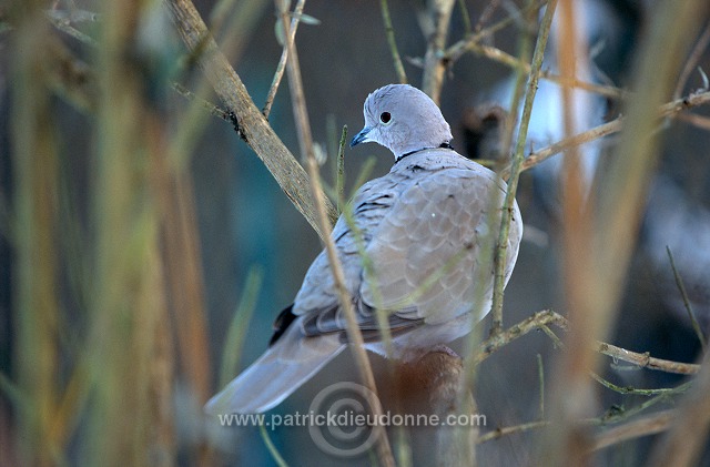 Collared Dove (Streptopelia decaocto) - Tourterelle turque - 21208