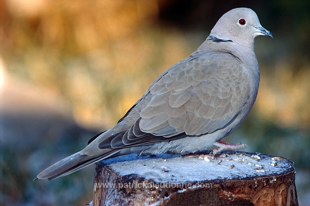 Collared Dove (Streptopelia decaocto) - Tourterelle turque - 21209