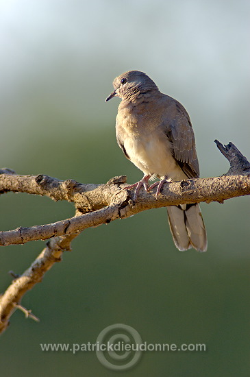 Laughing Dove (Streptopelia senegalensis) Tourterelle maillÃ©e 10605