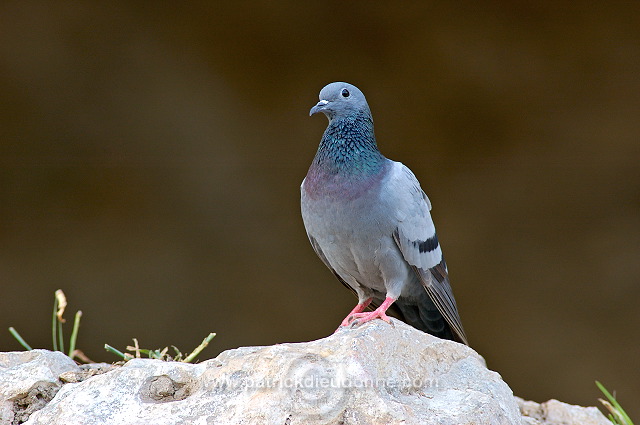 Rock Dove (Columba livia) - Pigeon biset 10606
