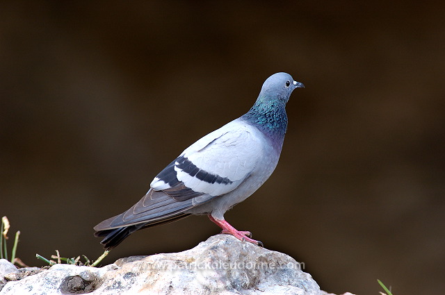 Rock Dove (Columba livia) - Pigeon biset 10607