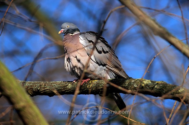 Collared Dove (Streptopelia decaocto) - Tourterelle turque - 21210