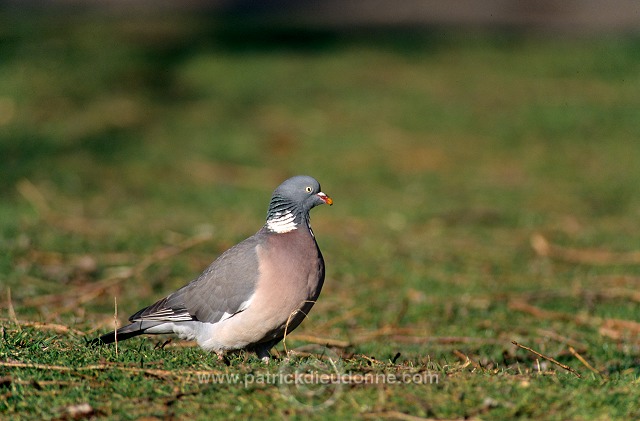 Collared Dove (Streptopelia decaocto) - Tourterelle turque - 21211