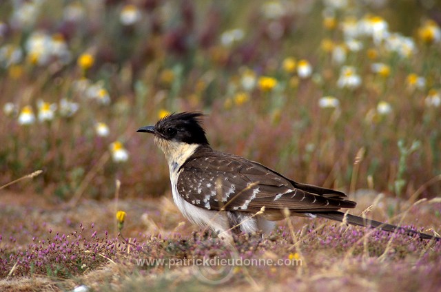 Great Spotted Cuckoo (Clamator glandarius) - Coucou geai - 21212