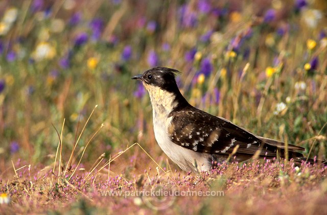 Great Spotted Cuckoo (Clamator glandarius) - Coucou geai - 21213