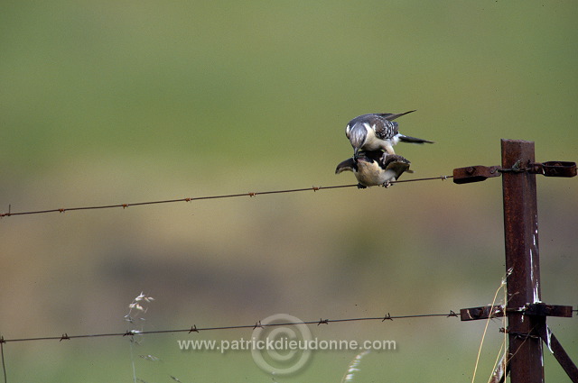 Great Spotted Cuckoo (Clamator glandarius) - Coucou geai - 21215