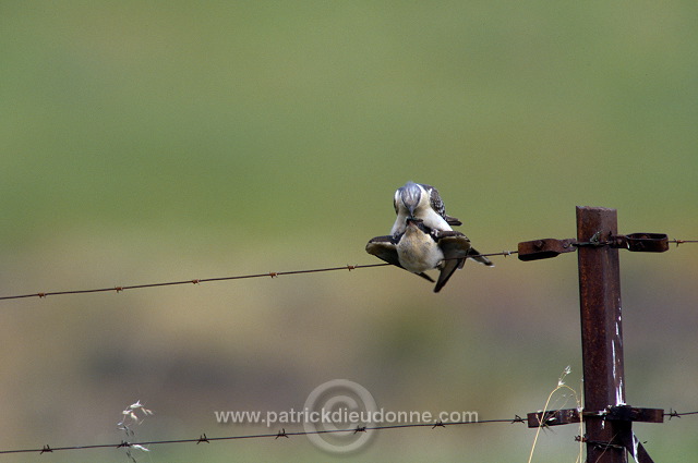 Great Spotted Cuckoo (Clamator glandarius) - Coucou geai - 21216