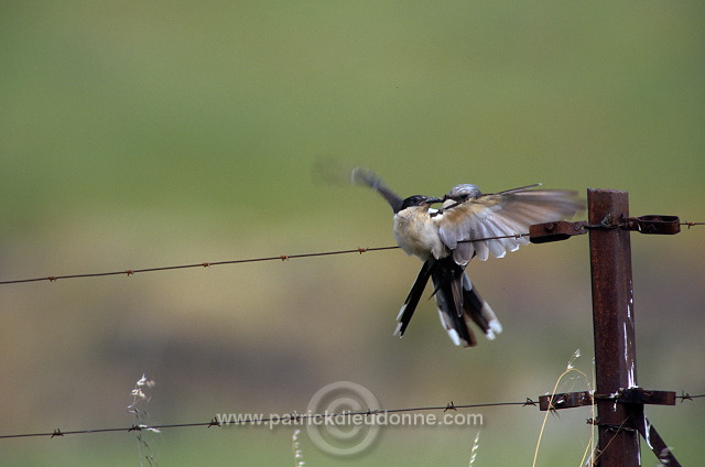 Great Spotted Cuckoo (Clamator glandarius) - Coucou geai - 21217