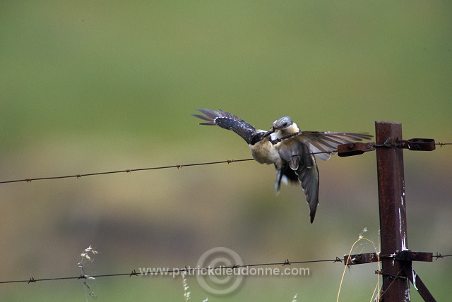 Great Spotted Cuckoo (Clamator glandarius) - Coucou geai - 21218