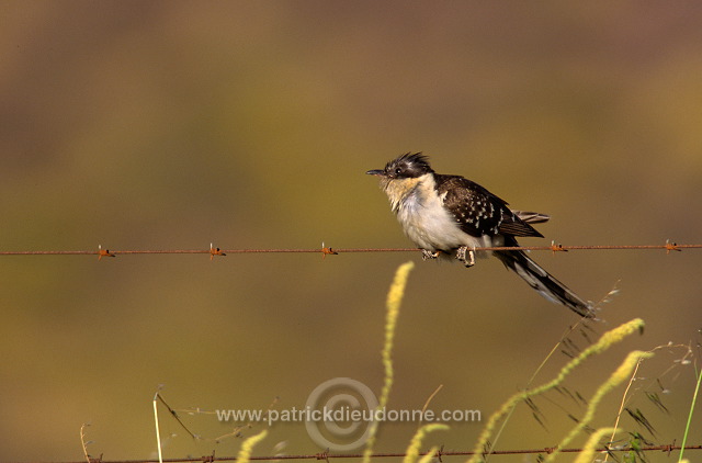 Great Spotted Cuckoo (Clamator glandarius) - Coucou geai - 21219