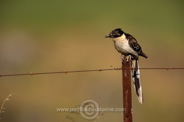 Great Spotted Cuckoo (Clamator glandarius) - Coucou geai - 21220