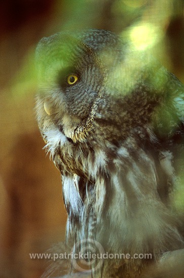 Great grey Owl (Strix nebulosa) - Chouette lapone - 21222