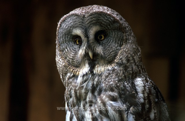 Great grey Owl (Strix nebulosa) - Chouette lapone - 21223