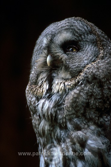 Great grey Owl (Strix nebulosa) - Chouette lapone - 21224