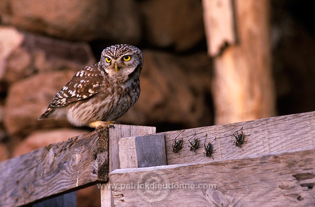 Little Owl (Athene noctua) - Chouette cheveche - 21225