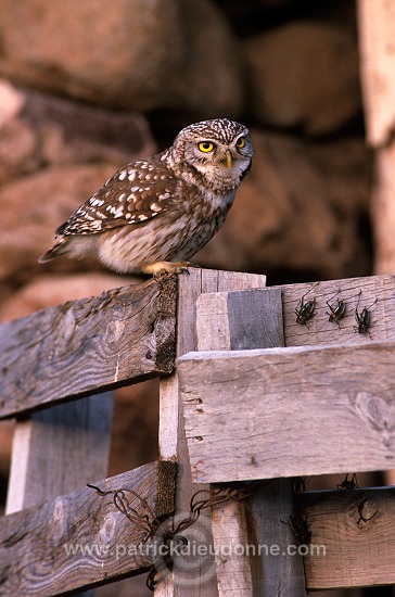 Little Owl (Athene noctua) - Chouette cheveche - 21226