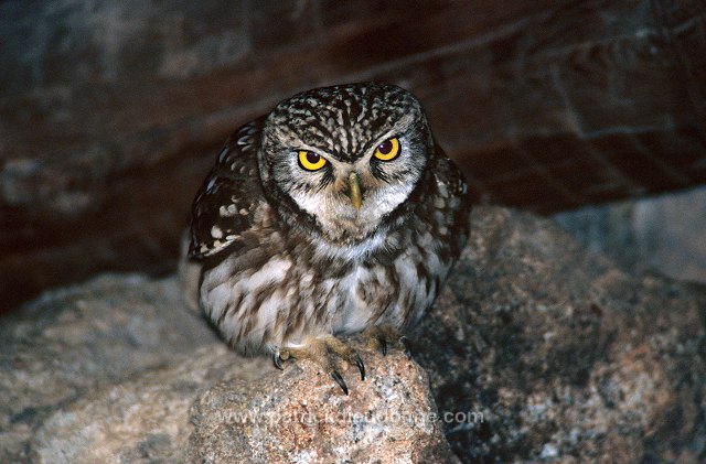 Little Owl (Athene noctua) - Chouette cheveche - 21228