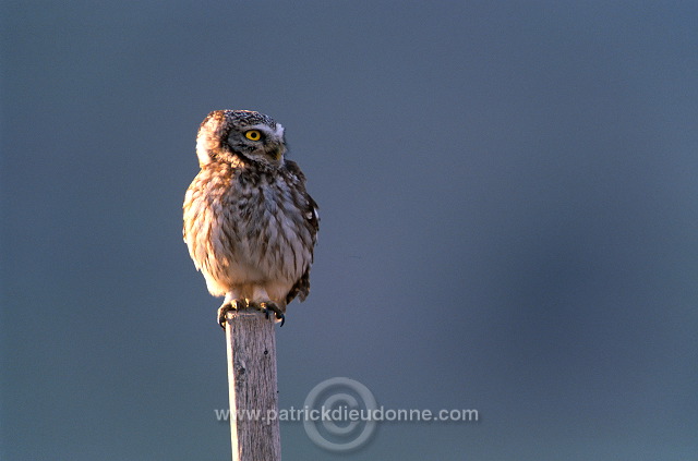 Little Owl (Athene noctua) - Chouette cheveche - 21229