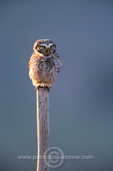 Little Owl (Athene noctua) - Chouette cheveche - 21230