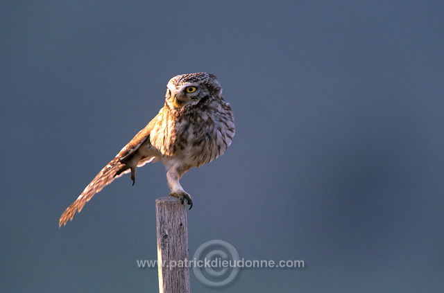 Little Owl (Athene noctua) - Chouette cheveche - 21231
