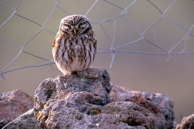 Little Owl (Athene noctua) - Chouette cheveche - 21232