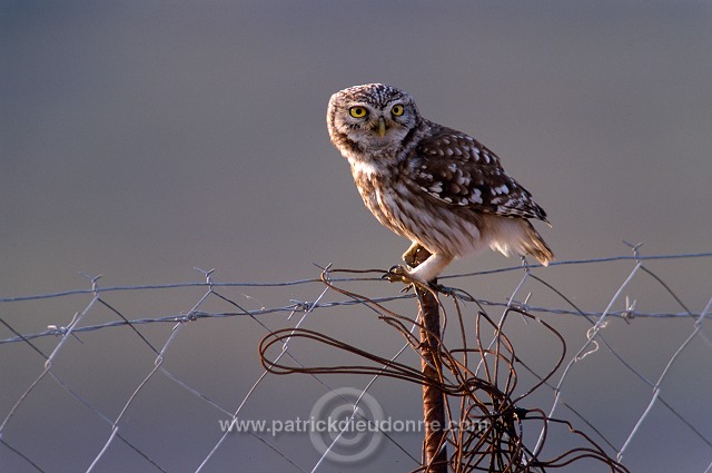 Little Owl (Athene noctua) - Chouette cheveche - 21233