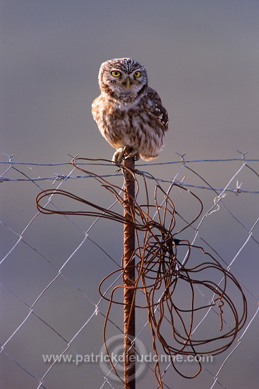 Little Owl (Athene noctua) - Chouette cheveche - 21234