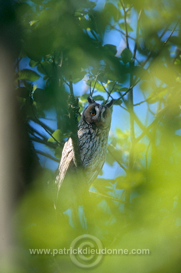 Long-eared Owl (Asio otus) - Hibou moyen-duc - 21265