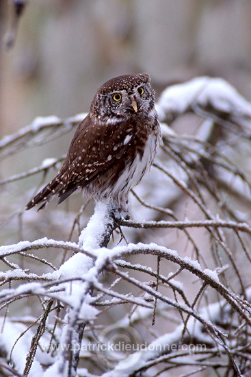 Pygmy Owl (Glaucidium passerinum) - Chouette chevechette - 21235