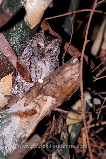 Scops Owl (Otus scops) - Petit Duc scops - 21237