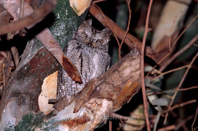 Scops Owl (Otus scops) - Petit Duc scops - 21239