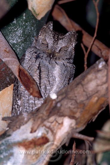 Scops Owl (Otus scops) - Petit Duc scops - 21238