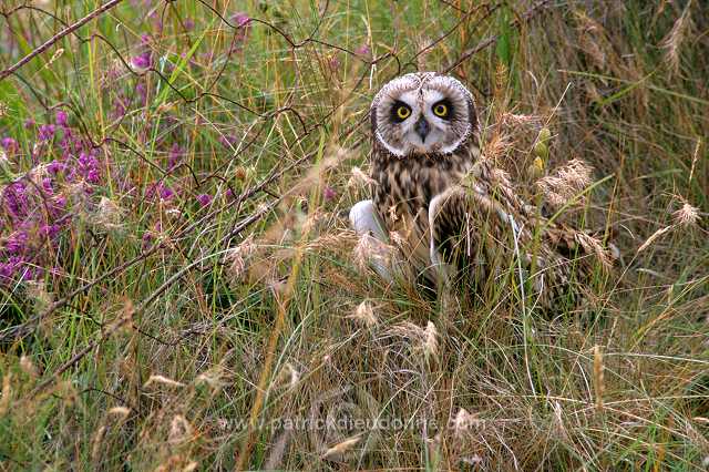 Short-eared Owl (Asio flammeus) - Hibou des marais - 21255