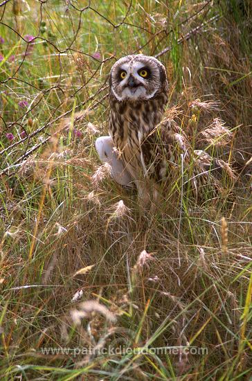 Short-eared Owl (Asio flammeus) - Hibou des marais - 21257