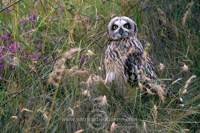 Short-eared Owl (Asio flammeus) - Hibou des marais - 21258