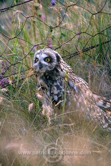 Short-eared Owl (Asio flammeus) - Hibou des marais - 21259