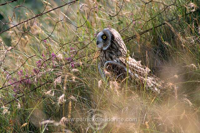 Short-eared Owl (Asio flammeus) - Hibou des marais - 21260