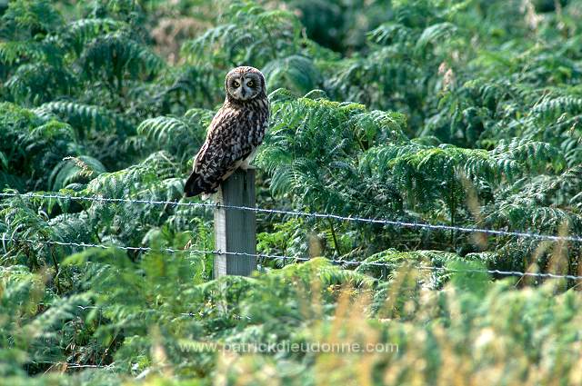 Short-eared Owl (Asio flammeus) - Hibou des marais - 21261