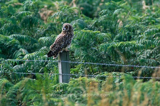 Short-eared Owl (Asio flammeus) - Hibou des marais - 21262