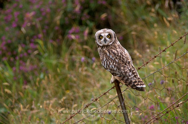 Short-eared Owl (Asio flammeus) - Hibou des marais - 21263