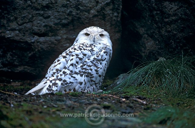 Snowy Owl (Nyctea scandiaca) - Harfang des neiges - 21240
