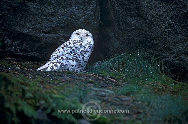 Snowy Owl (Nyctea scandiaca) - Harfang des neiges - 21241