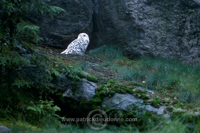 Snowy Owl (Nyctea scandiaca) - Harfang des neiges - 21243