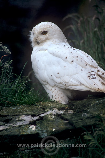 Snowy Owl (Nyctea scandiaca) - Harfang des neiges - 21245