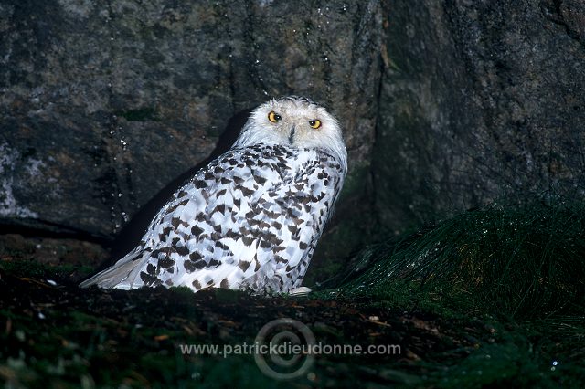 Snowy Owl (Nyctea scandiaca) - Harfang des neiges - 21246