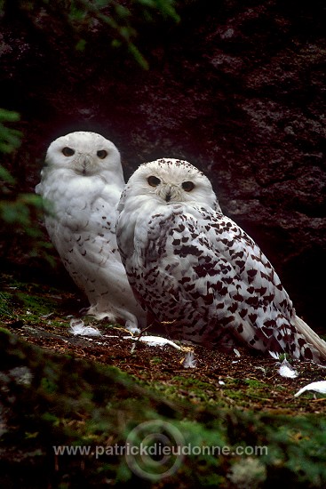 Snowy Owl (Nyctea scandiaca) - Harfang des neiges - 21247